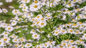 Chamomile: Indeed More Than a Soothing Tea                                                                  --2/8