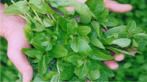 Peppermint Oil: Help Ease Irritable Bowel Syndrome                                                                                                                  --6/8