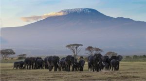 Amboseli-trip to Kenya