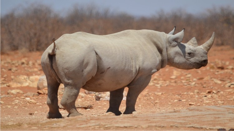 Rhino