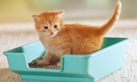 Cat Litter Boxes – How To Choose The Best Cat Litter Box For Your Home