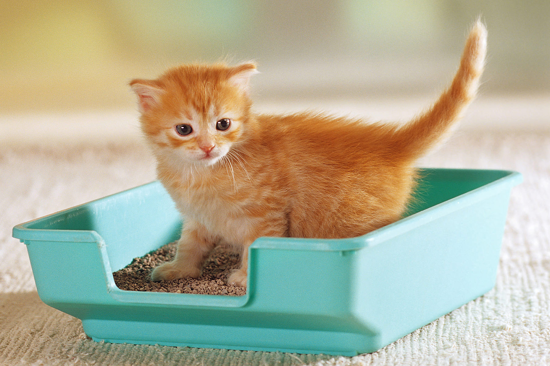 You are currently viewing Cat Litter Boxes – How To Choose The Best Cat Litter Box For Your Home