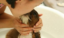 Flea Shampoos For Dog -Flea Shampoos That Are Effective For Your Dogs