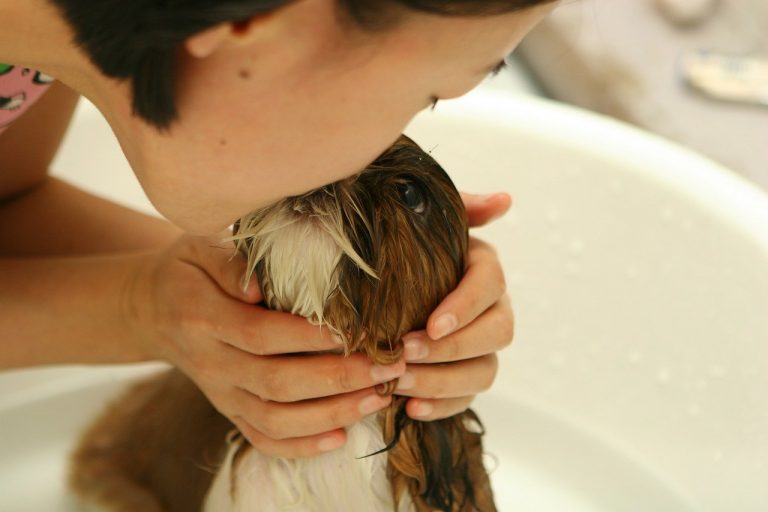 Read more about the article Flea Shampoos For Dog -Flea Shampoos That Are Effective For Your Dogs