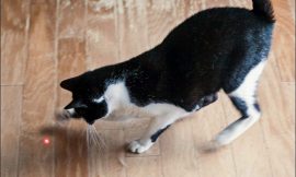 How To Keep A Cat Happy