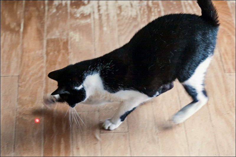 interactive cat toys