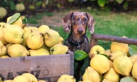 What Is Natural Balance Dog Food?