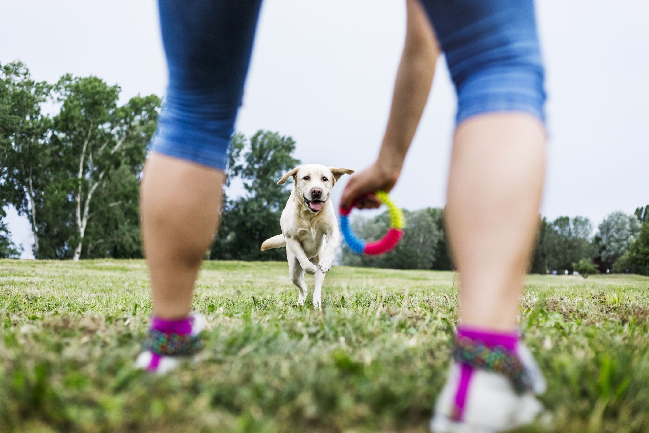 Things You Should Do Before leaving Your Dog Home Alone