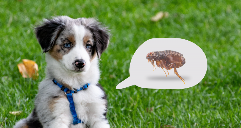 Read more about the article Flea Treatment For Dogs