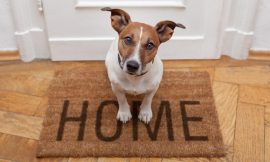 Things You Should Do Before leaving Your Dog Home Alone