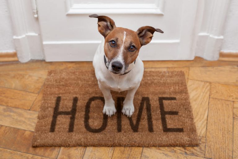 Read more about the article Things You Should Do Before leaving Your Dog Home Alone