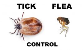Flea Control For Dogs – What You Should Know