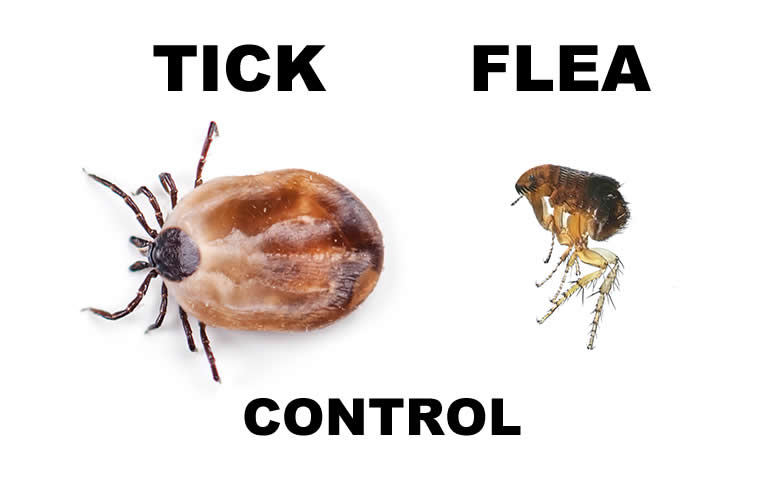 Read more about the article Flea Control For Dogs – What You Should Know