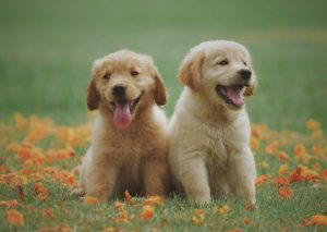 flea treatment for dogs