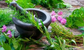 Five Most Common Medicinal Plants and Herbs