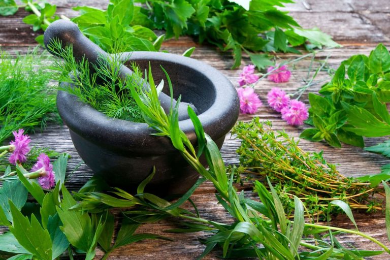 Five Most Common Medicinal Plants and Herbs