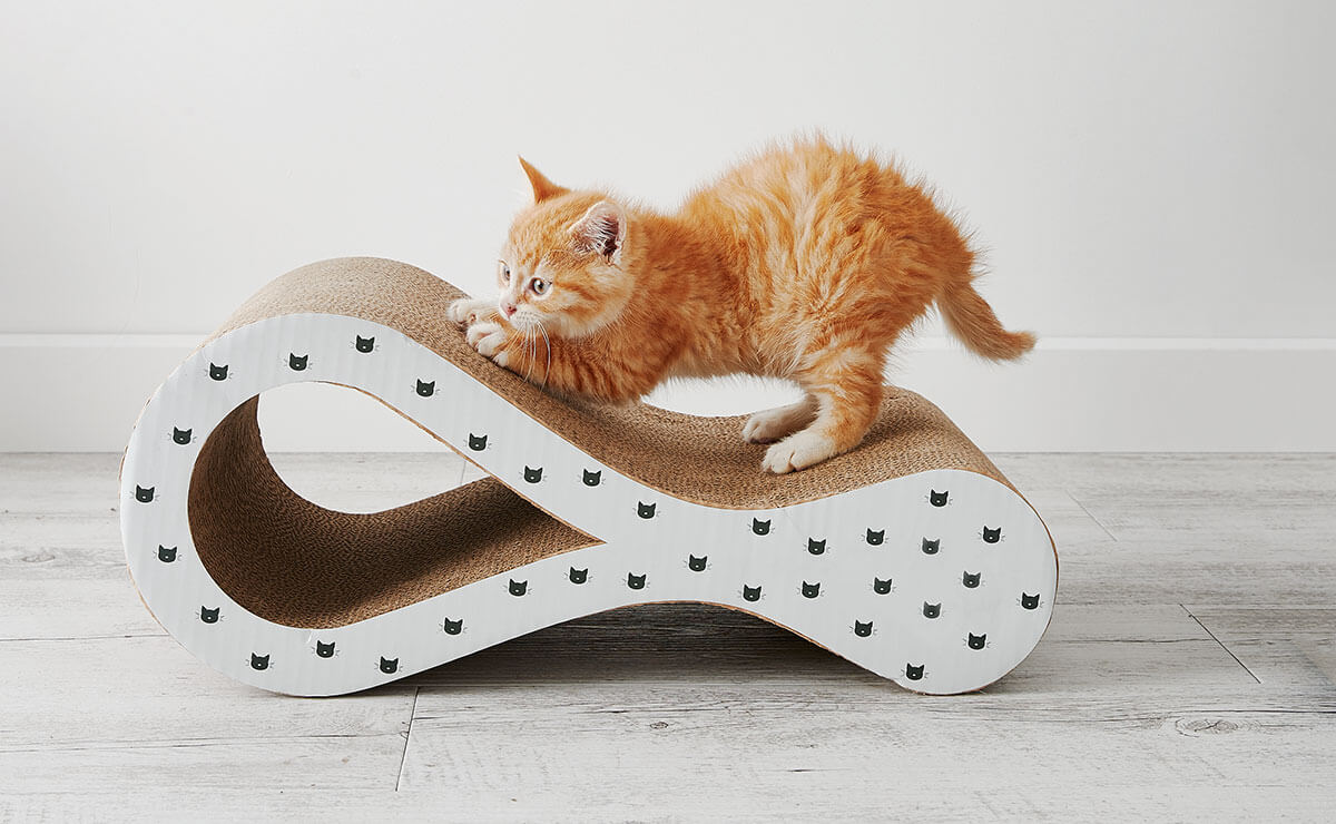 You are currently viewing How to Select Kitten Products and Toys