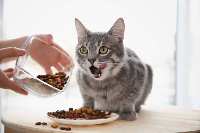 How to Make Your Own Cat Food | Wild Cat Foods