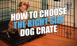 Dog Crate Sizes: What You Need to Know before Buying