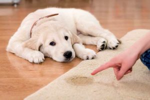 housebreaking dog