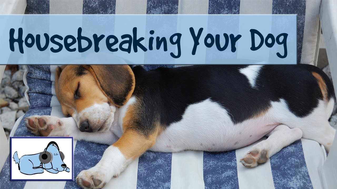 Housebreaking Your Dog How Hard Can It Be? Get Informed, make the